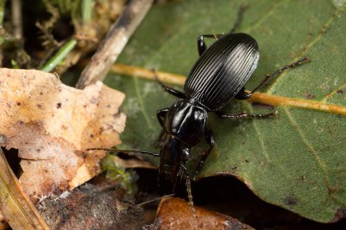 Pterostichus madidus